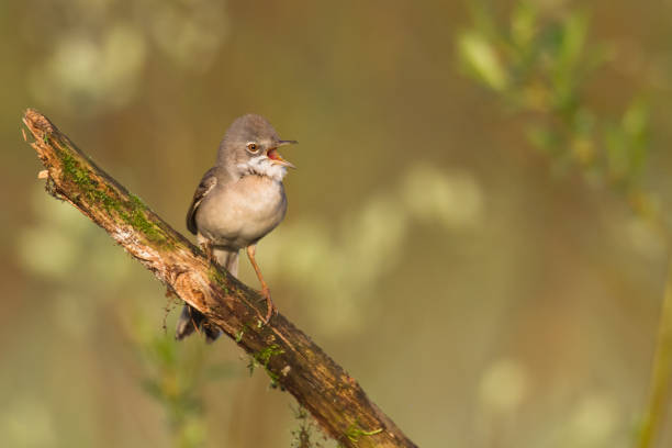 istock Bird - whitethroat Sylvia communis perched on tree, summer time wildlife Poland Europe 1465053343