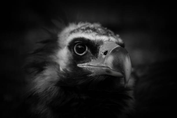 istock Cinereus Vulture  head portrait 1465053358