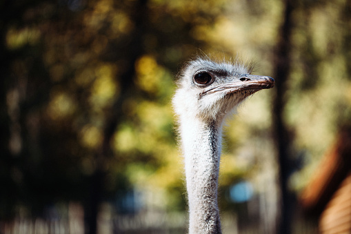 Head shot of an ostrich