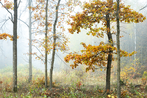 Landscape - misty autumn foggy day, forest, oak trees Poland Europe