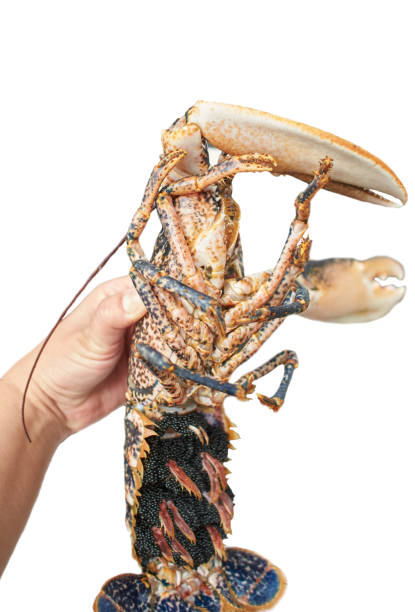 istock Lobster lubrigante, raw with black caviar isolated 1465056500