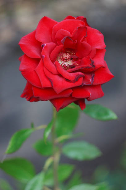 istock Red rose flower in the summer garden 1465056770