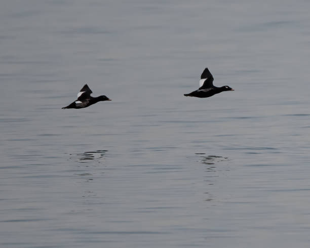 istock White-winged scoter males in flight. 1465056947