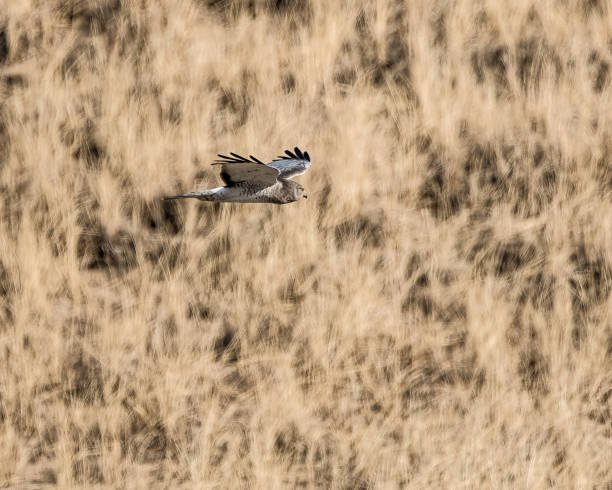 istock A male northern harrier soaring over dune. 1465056962