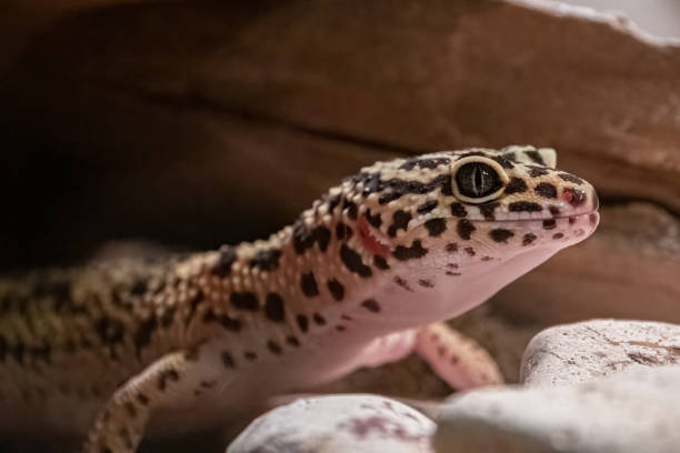 istock Close up of leopard gecko head. 1465057008