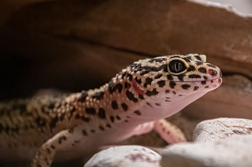 Close up of leopard gecko head.