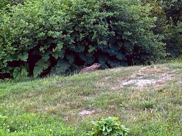 istock Beaver in the Viles Arboretum 1465062406
