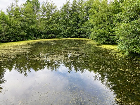 Viles Arboretum Pond in Augusta, Maine