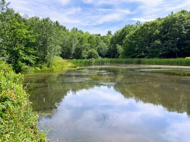 istock Viles Arboretum Pond 1465064933