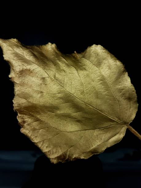 istock Golden leaves isolated on white. Christmas decoration. 1465065224
