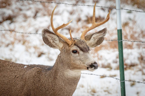 istock Young Mule Deer Buck in Winter 1465066282