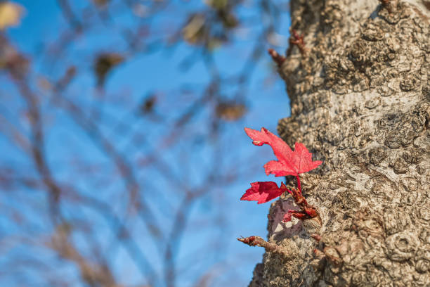 istock Red maple leaf on a tree trunk against the background of branches and a bright blue autumn sky, an idea for a background or wallpaper 1465066955