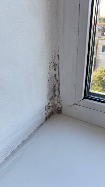 istock Mold in the corner of the plastic windows 1465067226