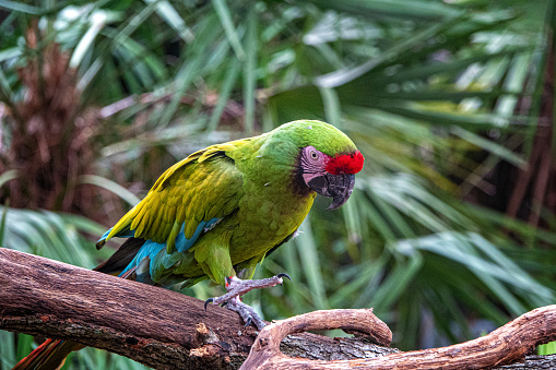 military macaw perching
