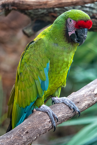 military macaw perching