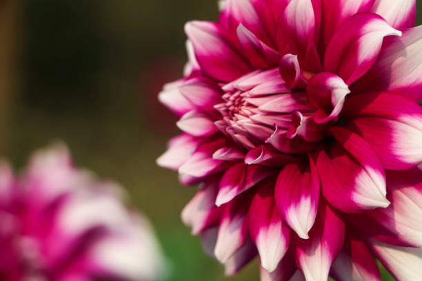 istock White purple dahlia flower with copy space 1465070617