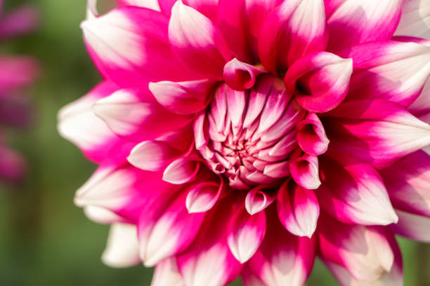 istock Dahlia with reddish purple gradation in full bloom is shining in the light 1465070909