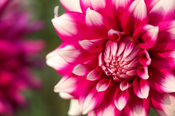 istock Selective focus on purple and white dahlia flower 1465070950