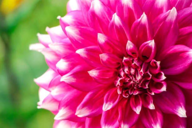 istock Purple and white dahlia flower with copy space 1465071295