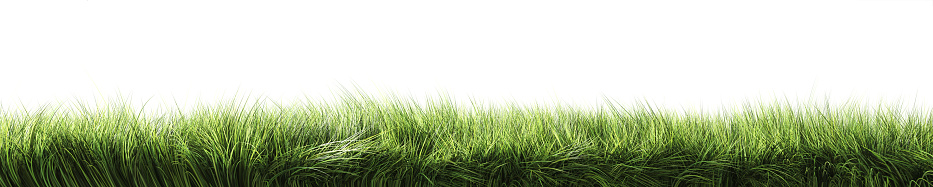 Green grass on a white background. Strip of grass side view. 3d illustration