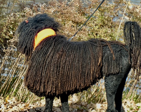 LARGE PUREBRED STANDARD BLACK & BROWN POODLE IN AMAZING LONG DREADLOCKS - PORTRAIT - SIDE VIEW

FOUND
WALKING ON FOOT PATH ALONG THE RIVERBANK DURING A COLD AUTUMN DAY IN A PUBLIC PARK WITH HANDLER

LOCATION
VICTORIA LAKE, STRATFORD ON CA