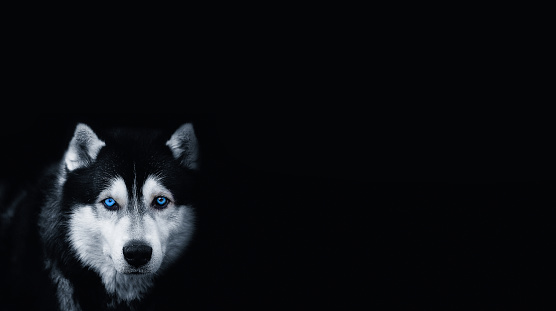 Beautiful Siberian Husky dog with blue eyes on a black background.Banner. Copy space for text.