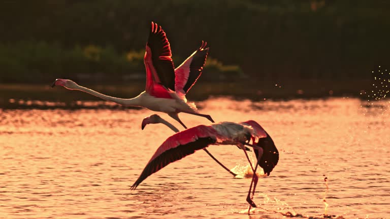 Tracking shot pink flamingo taking off over sunset lake