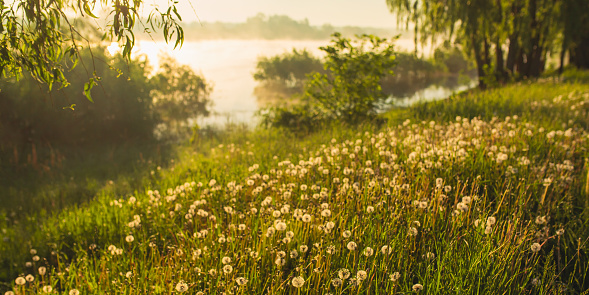 White dandelions. Beautiful spring landscape. Morning mist over the river. Summer nature. Sunbeams on the grass. Willows on the river bank. Idyllic morning. Peaceful scenery