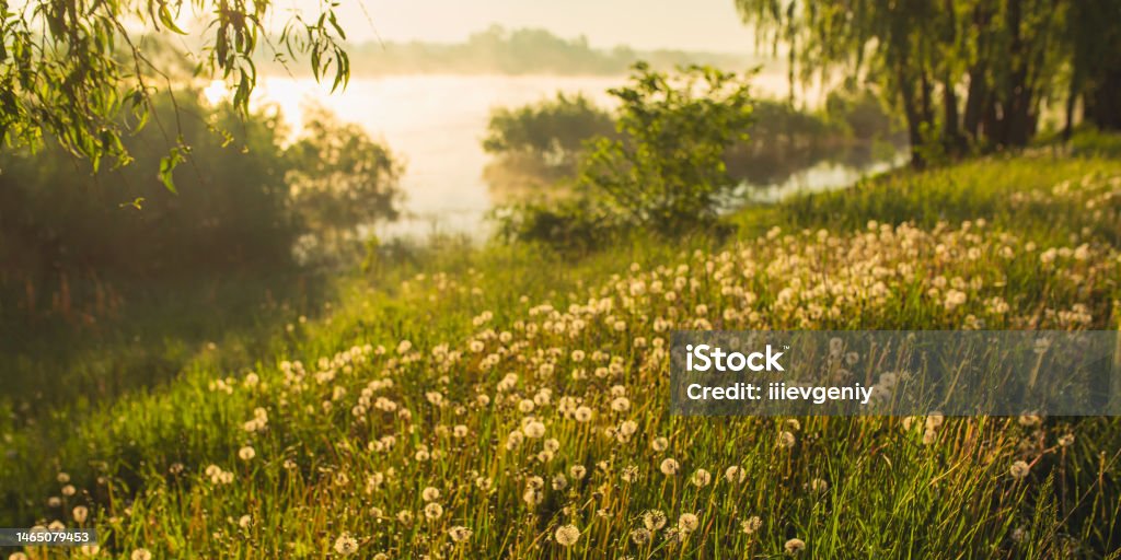 White dandelions. Beautiful spring landscape. Morning mist over the river. Summer nature. Sunbeams on the grass. Willows on the river bank. Idyllic morning. Peaceful scenery Meadow Stock Photo