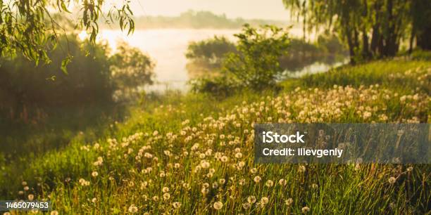 White Dandelions Beautiful Spring Landscape Morning Mist Over The River Summer Nature Sunbeams On The Grass Willows On The River Bank Idyllic Morning Peaceful Scenery Stock Photo - Download Image Now