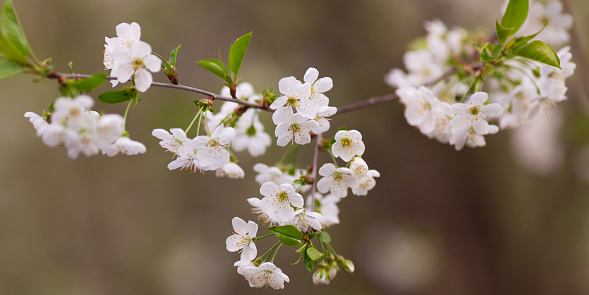 Beautiful yoshino cherry blossoms sakura (Prunus × yedoensis) tree bloom in spring in the park, copy space, close up, macro.