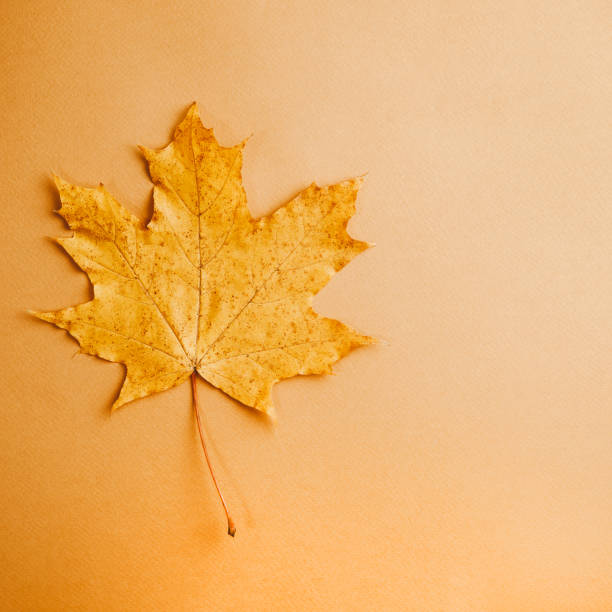 istock Orange maple leaf on brown paper background. 1465079831