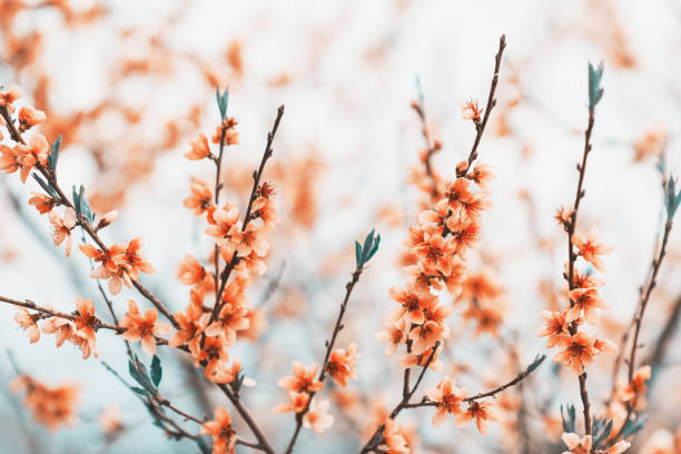 咲く桃の木。春の自然の背景 - cherry tree fruit tree meadow spring ストックフォトと画像