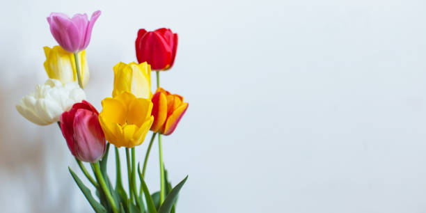 istock Tulips. Spring flowers on white background, 1465081781