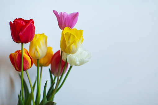 Seven red orange freshly cut tulips in a clear glass vase filled with water isolated over white with reflection that quickly fades to white. 