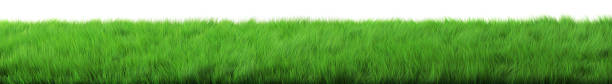 白い背景に緑の草。3dイラスト - rug carpet isolated floor ストックフォトと画像