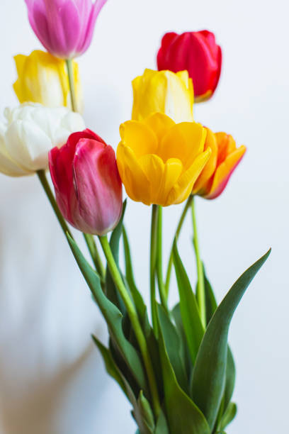 istock Tulips. Spring flowers on white background, 1465083586