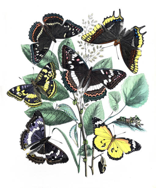 istock vintage textile pattern butterflies. vintage pattern butterflies. Butterflies wallpaper. without text. 1465084044