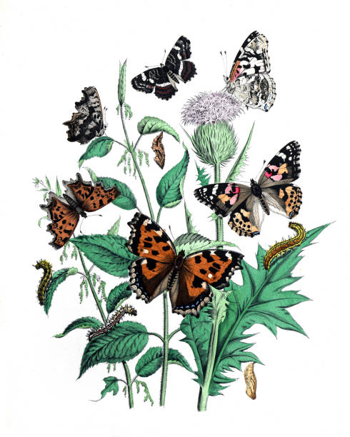 istock vintage textile pattern butterflies. vintage pattern butterflies. Butterflies wallpaper. without text. 1465084101
