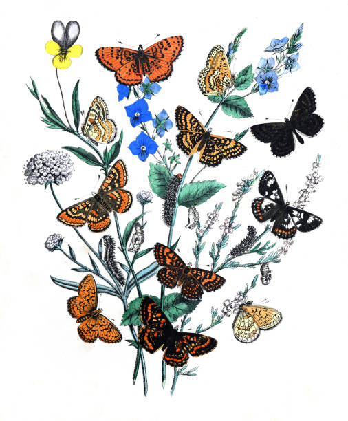 istock vintage textile pattern butterflies. vintage pattern butterflies. Butterflies wallpaper. without text. 1465084111