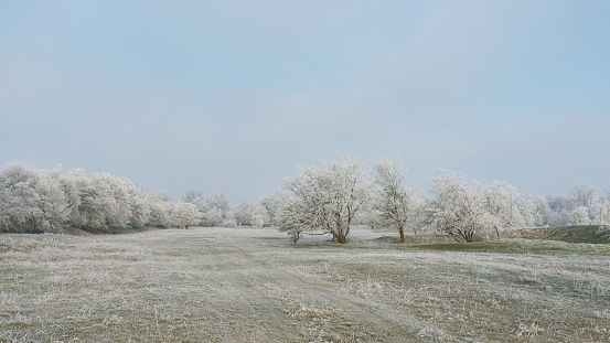 Landscape panorama with hawthorn Crataegus monogyna in a public park near Magdeburg in Germany on a cold winter day