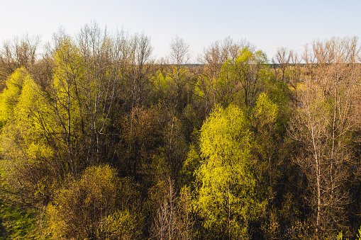 Green forest with birch trees. Spring greenery, vivid backdrop with colors of spring.