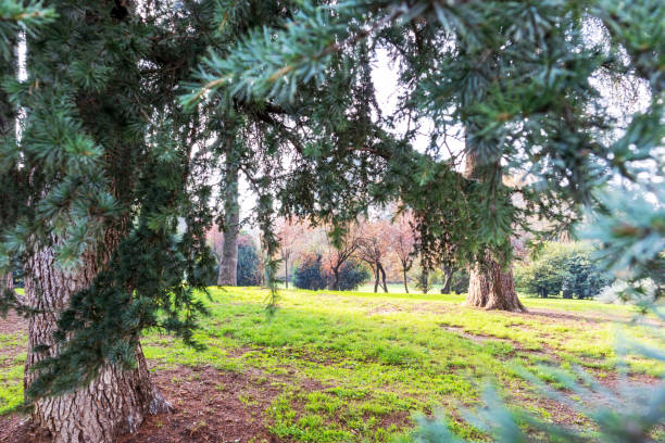 istock nature view with green grass some trees and sandy hill between them 1465086936