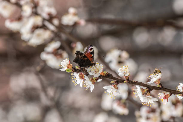 motyl siedzi na kwitnącym drzewie morelowym. - gonepteryx zdjęcia i obrazy z banku zdjęć