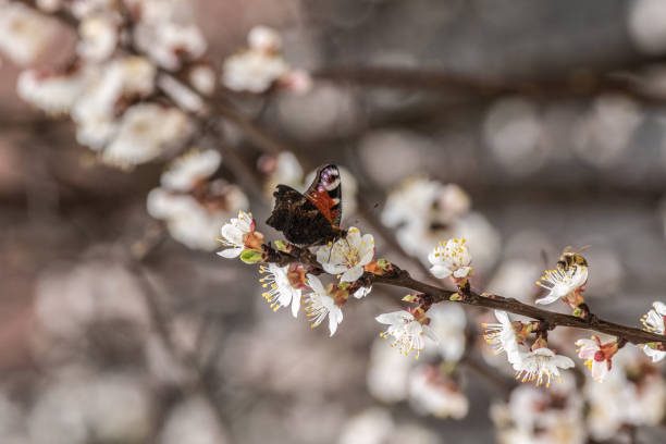 a butterfly sits on a blossoming apricot tree. - citronfjäril bildbanksfoton och bilder