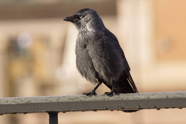 istock Close up of bird perching on railing 1465089695