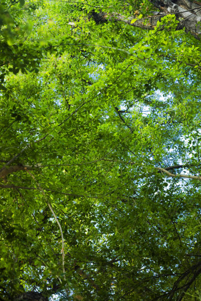 Below treetop of tropical tree