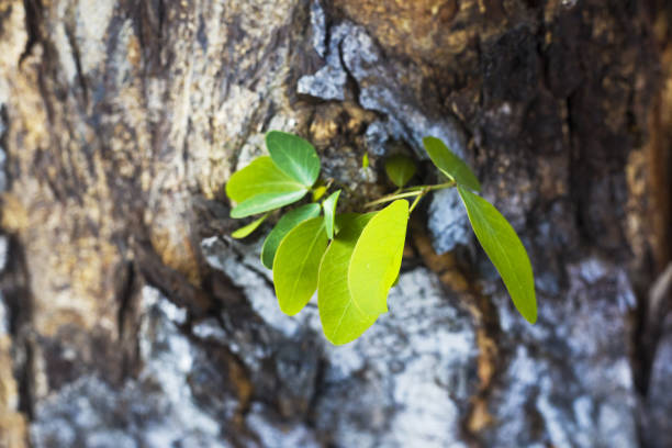 Close-up of Tropical tree bark and growing leaves