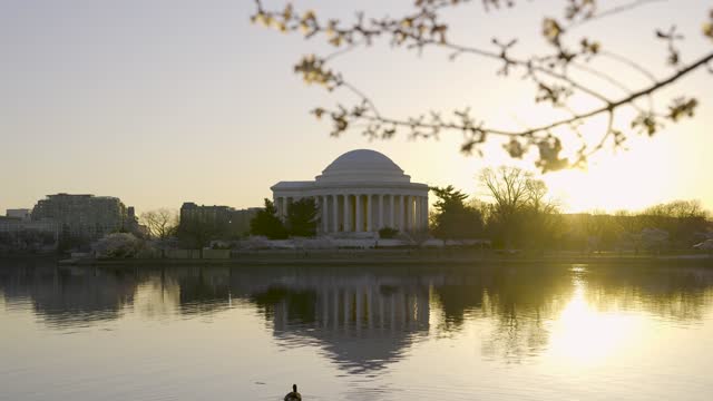 Jefferson Memorial Sunrise Video During Peak Bloom