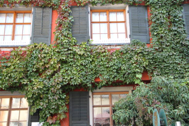 istock an house overgrown with ivy 1465091455